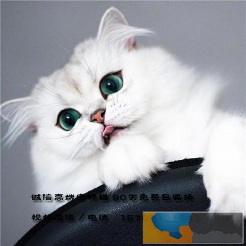 正规实体猫舍出售金吉拉猫品相好包健康
