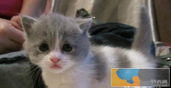 免费领养,它性格好,适合陪伴着我们