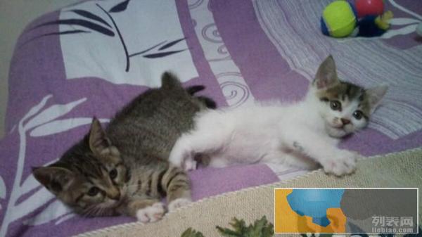 一对猫咪求领养