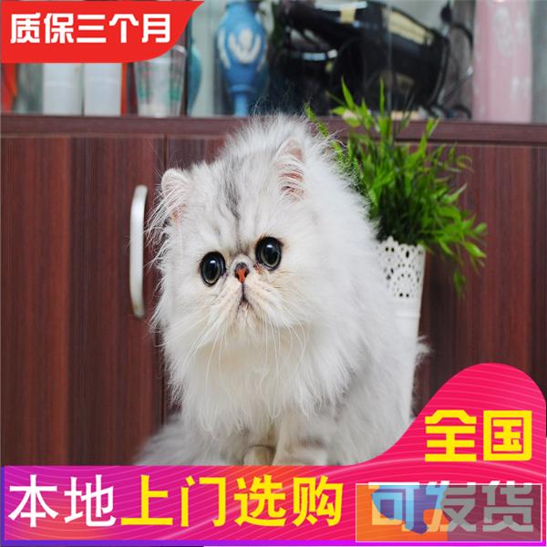 哪里有金吉拉卖健康三包疫苗齐全金吉拉棉花糖爆毛包健康