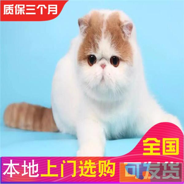 哪里有加菲买双证纯种加菲猫水滴眼鼻一线疫苗齐全