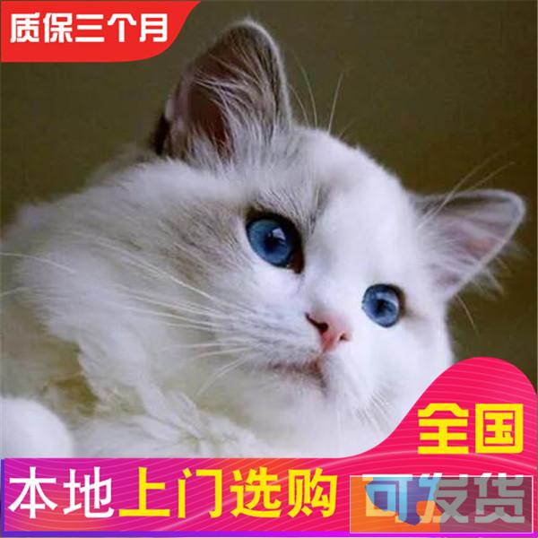 哪里有布偶猫卖布偶多少钱包健康送货上门