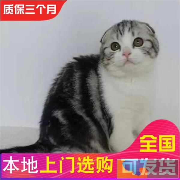 哪里有折耳猫卖纯种健康苏格兰折耳猫外面可爱活泼包健康