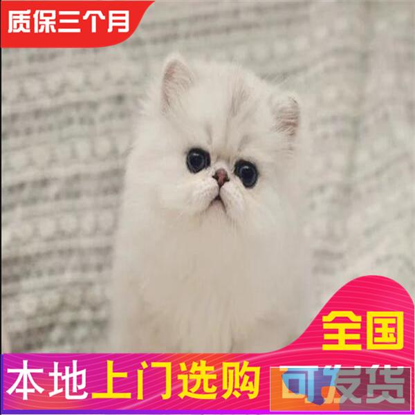 哪里有金吉拉卖健康三包疫苗齐全金吉拉棉花糖爆毛包健康