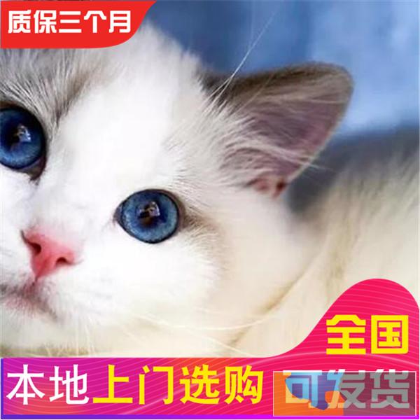 哪里有布偶猫卖布偶多少钱包健康送货上门