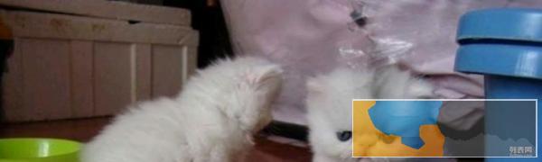 个人无偿赠宝贝加菲猫咪喜欢照顾的领养抱走