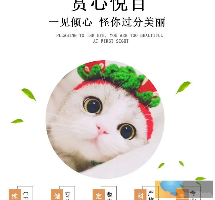 布偶猫哪里买便宜,成都正规猫舍可上门
