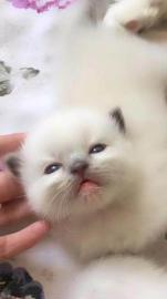 布偶猫-莫妮卡血系-带出生证明-特价-包纯-保健康