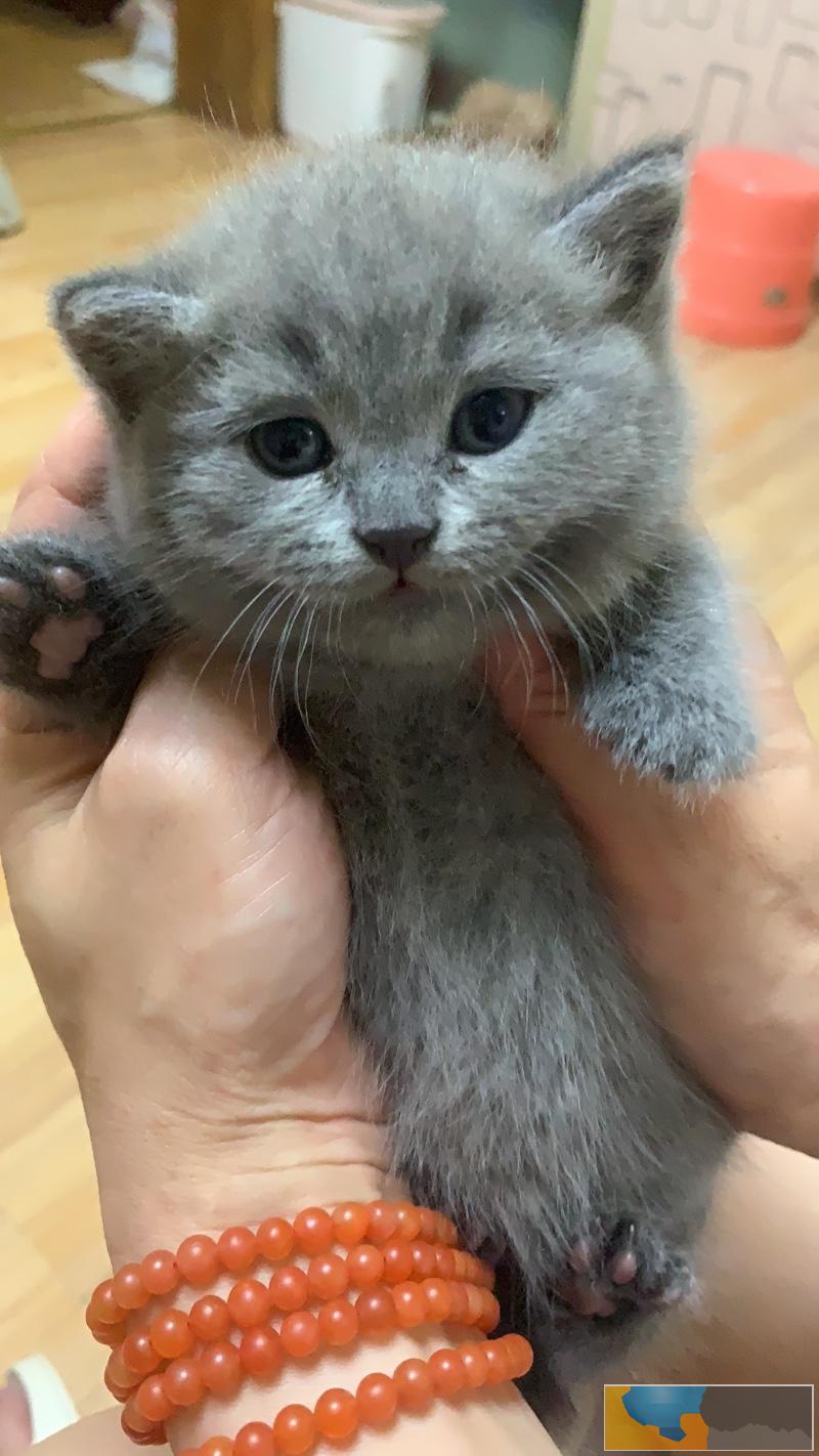 蓝猫 自家悉心繁育,不是猫代理