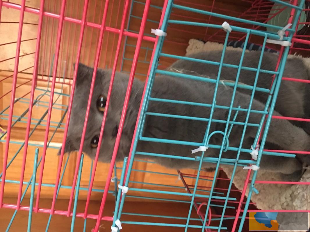 英短折耳蓝猫