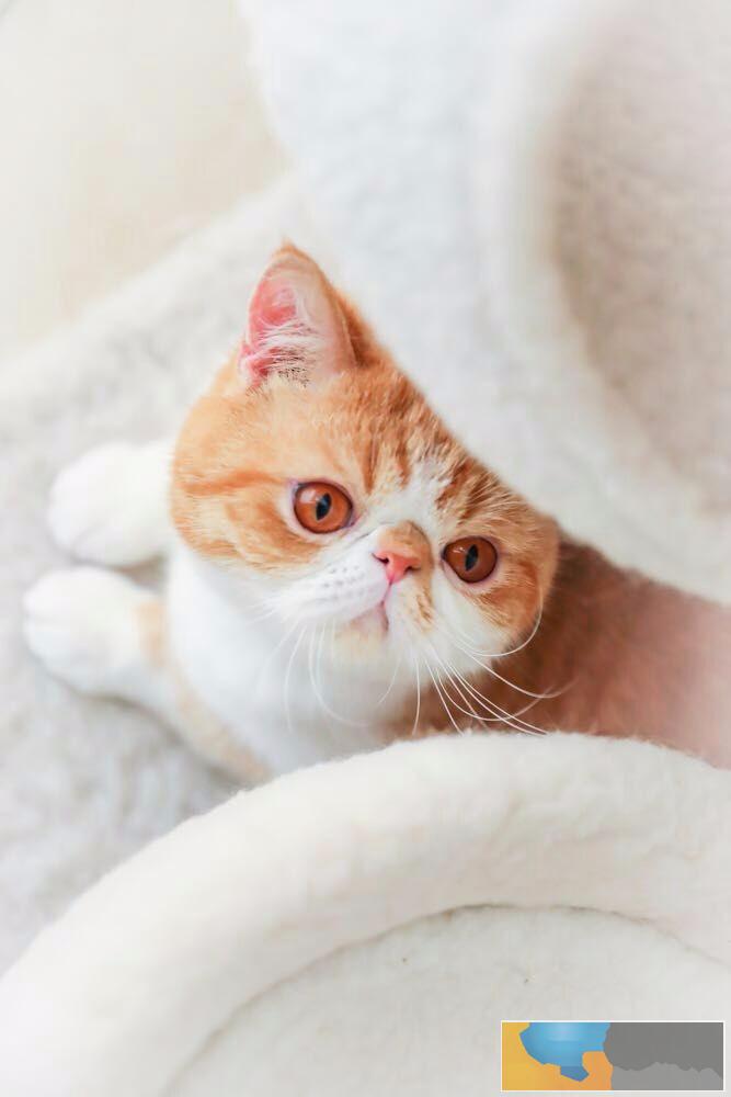 一岁加菲公猫转赠