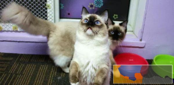 中国大的布偶猫繁殖基地欢迎咨询