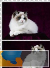 网红仙女布偶猫双血统疫苗驱虫已做气质非凡哟