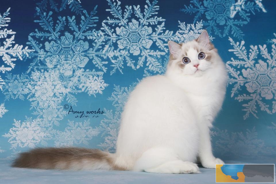 认证猫舍 高品质布偶猫 多只待售 可上门挑选