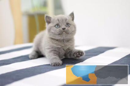 纯种蓝猫,猫舍繁殖,健康纯种,品质保障
