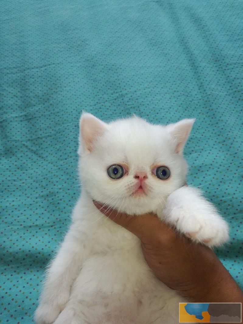 56天纯白加菲妹妹两枚