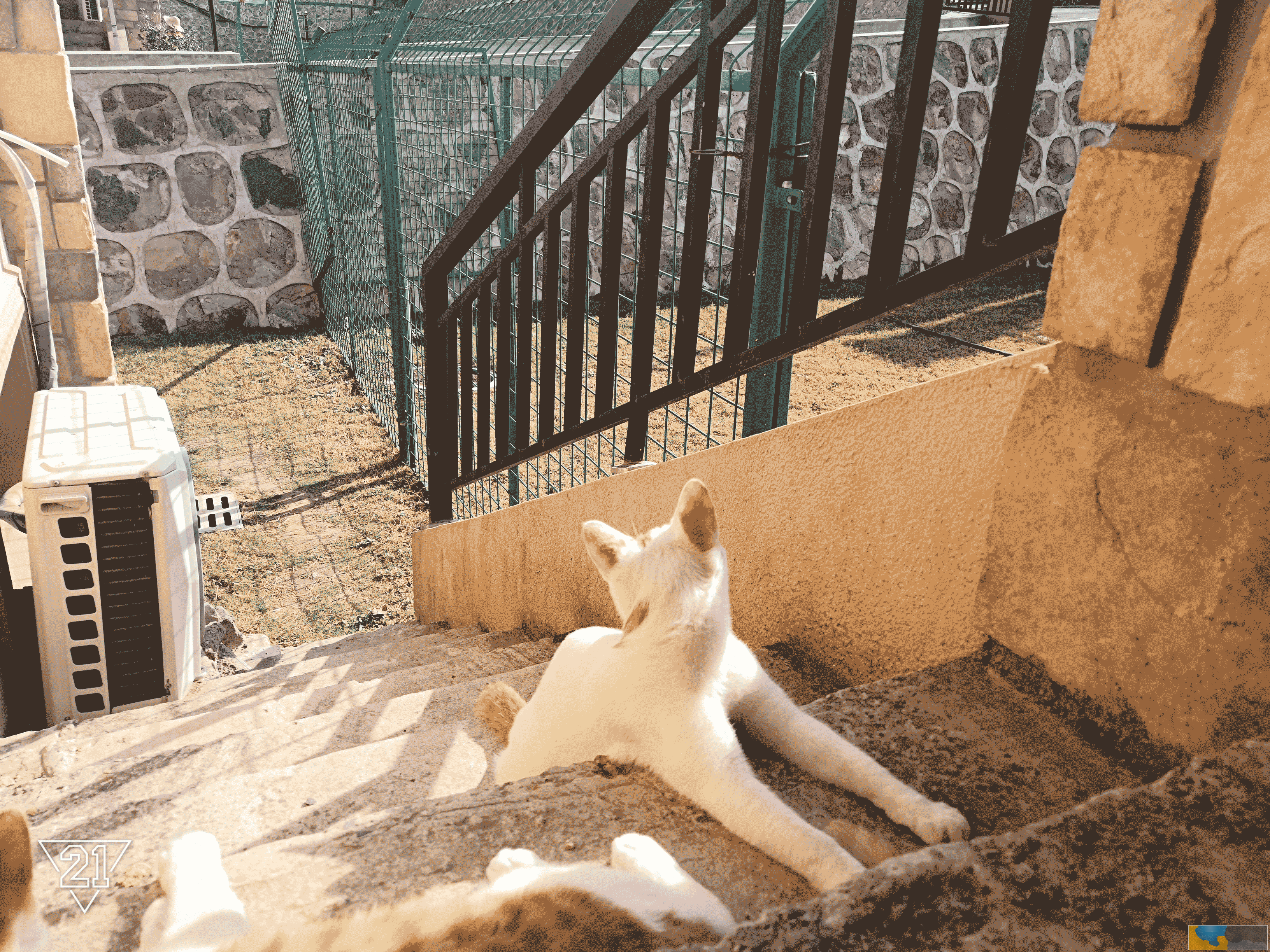 常州市小白猫求领养