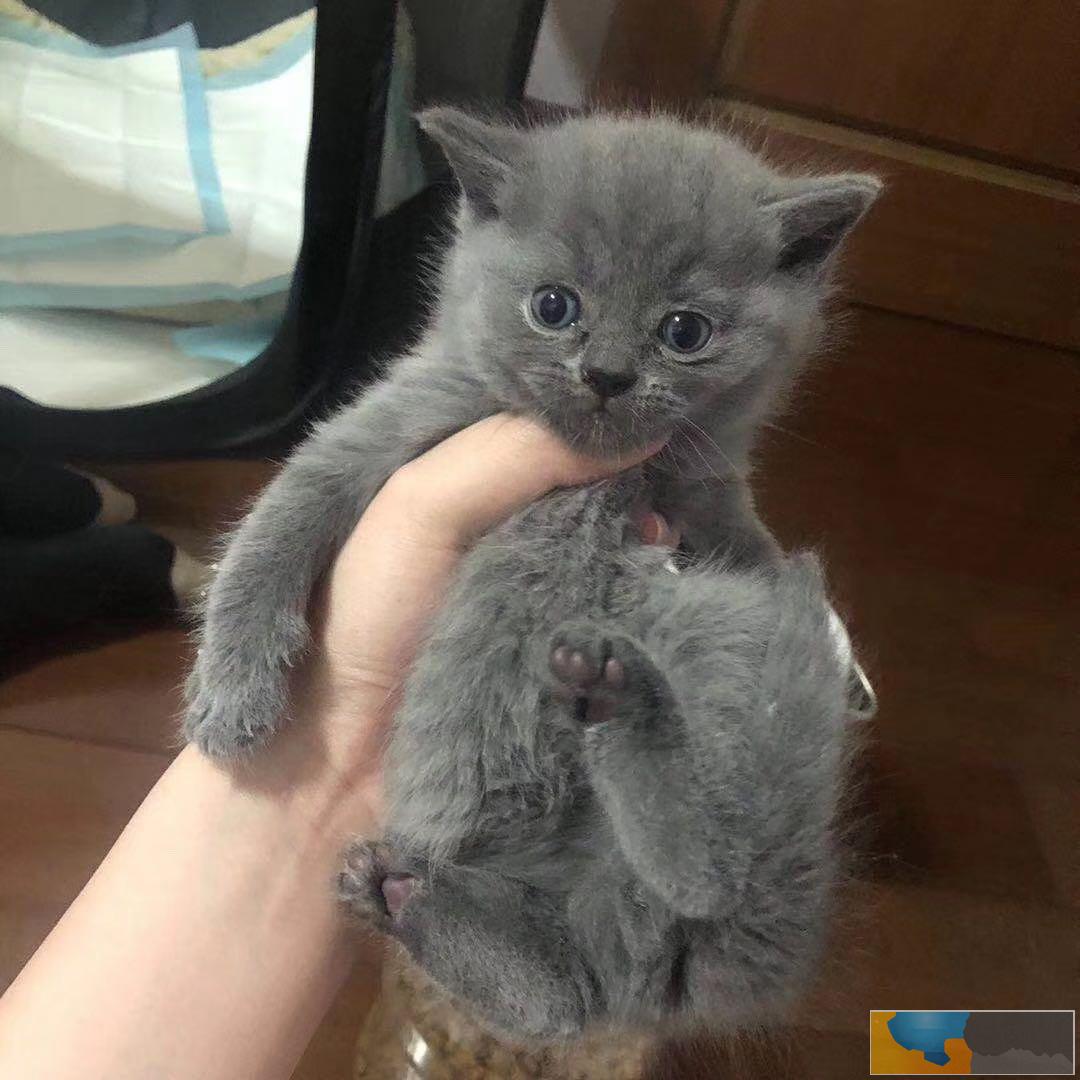 常州湖塘家养蓝猫上门挑选送猫粮