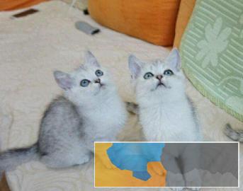 专业繁殖纯种蓝猫 蓝白 加菲 银渐层 美短猫咪出售