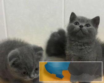 出售纯种蓝猫加菲折耳金吉拉美短虎斑银渐层幼猫包健康