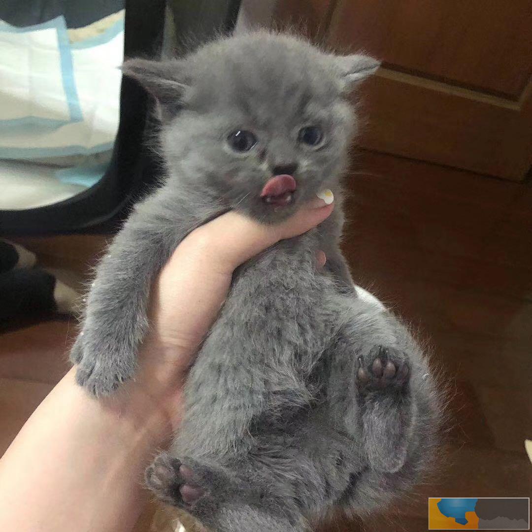 武进湖塘家养蓝猫宠物猫上门挑选