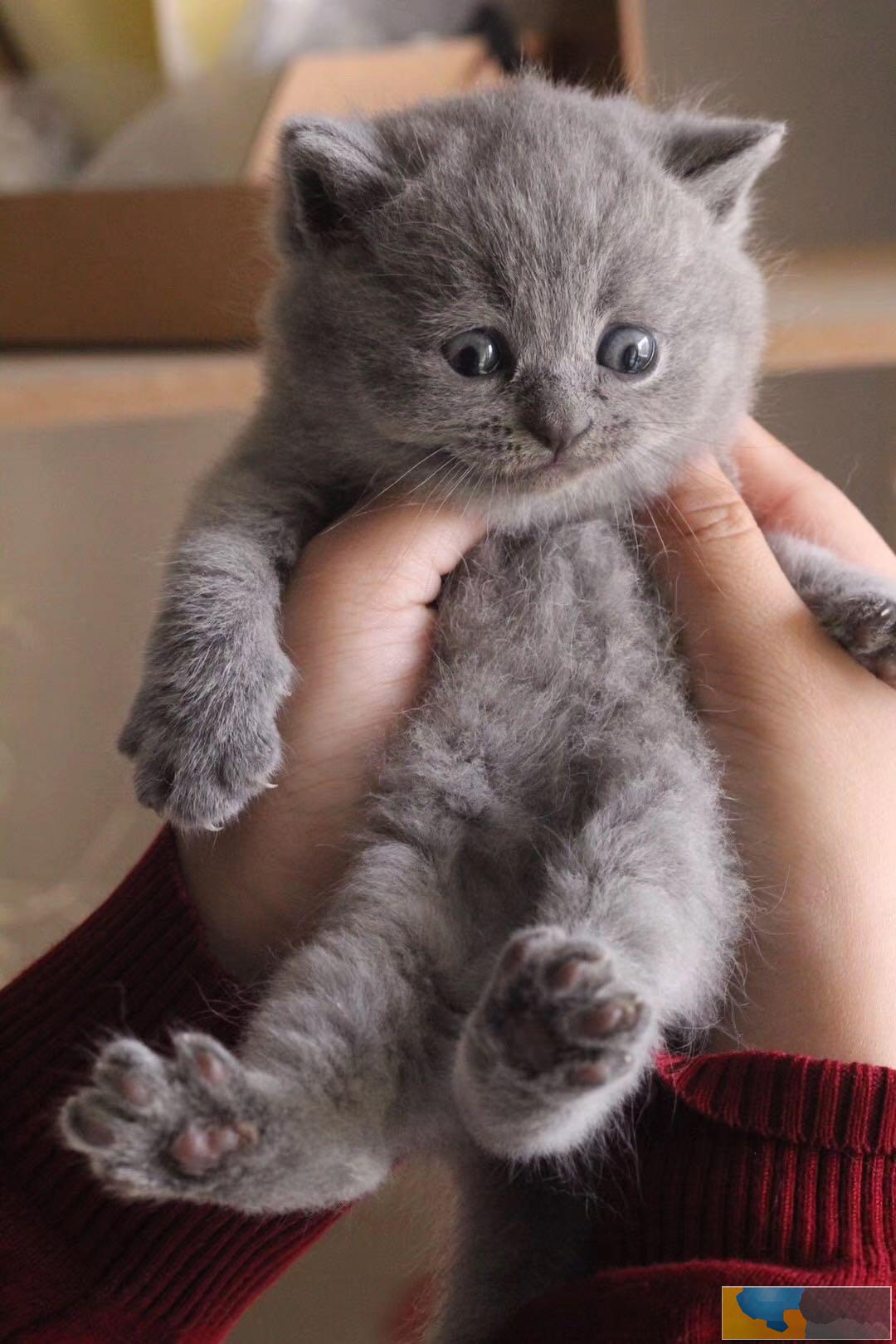 常州钟楼家养暹罗猫宠物猫可送上门