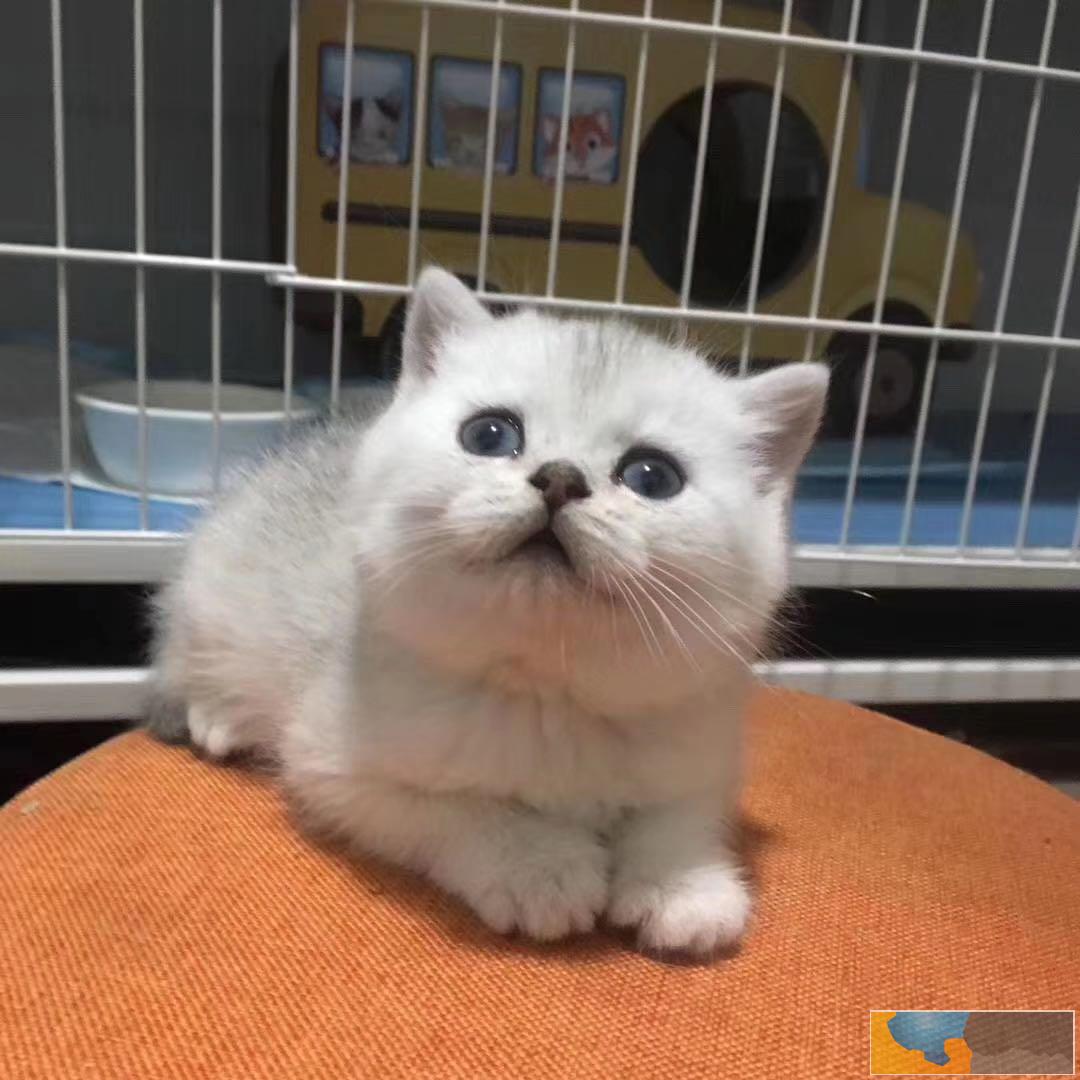 常州天宁家养蓝猫宠物猫可送上门