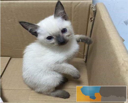 暹罗猫哪里有卖 小暹罗猫找新家,便宜不挣钱