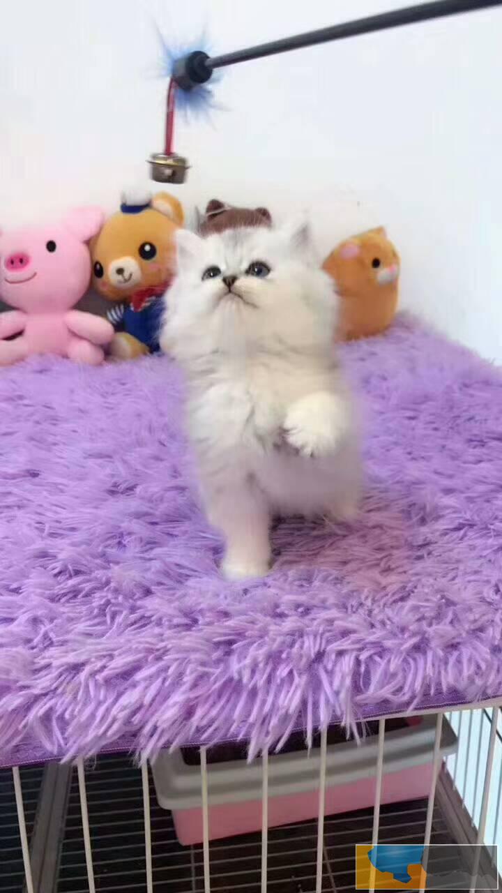 猫舍繁殖出售金吉拉可送货签协议公母都有多窝