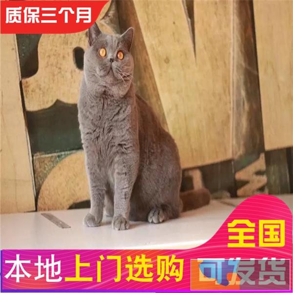 哪里有蓝猫蓝猫多少钱包健康签协议