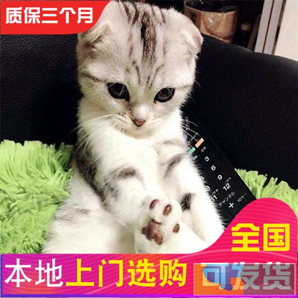 哪里有折耳猫卖纯种健康苏格兰折耳猫外面可爱活泼包健康