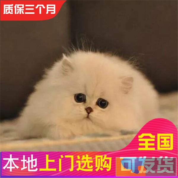 哪里有金吉拉卖健康三包疫苗齐全金吉拉棉花糖爆毛包健康