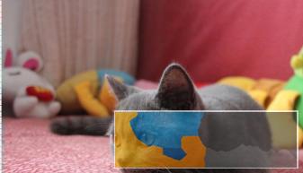 赤峰本地蓝猫、英短、渐层、各种名猫出售借配