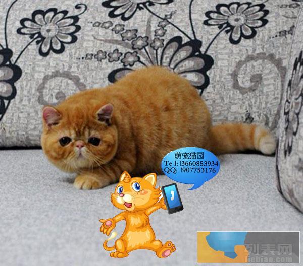 大脸大眼睛 加菲猫 超可爱超级萌爱干净宝贝非常健康