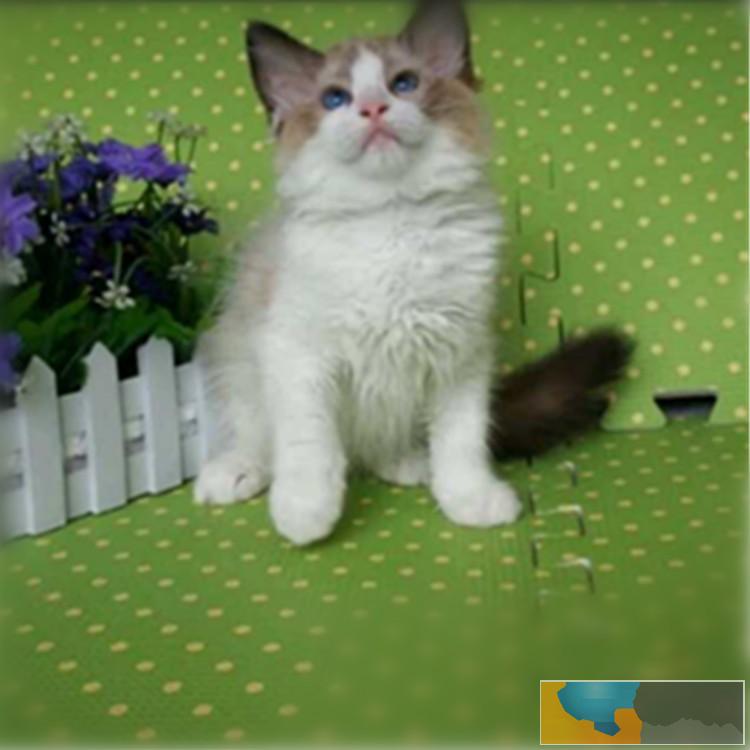 哪里出售纯种布偶猫纯种布偶猫多少钱