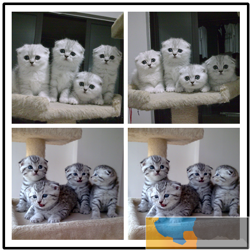 东莞正规猫舍 英短蓝猫 加菲 美短 蓝白 签协议 可送货上门