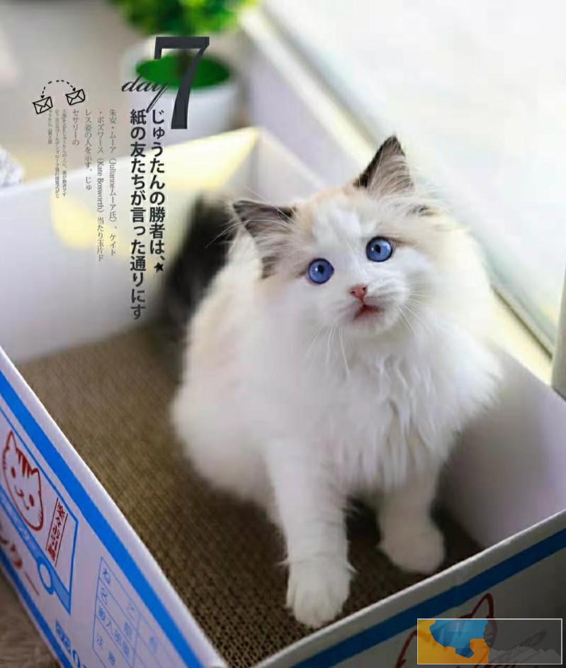 猫舍直销出售 布偶 品种齐全 全国统一批发价