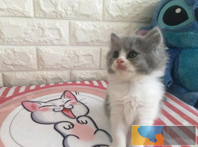 出售纯种家养 蓝白 疫苗齐包健康 全国包邮