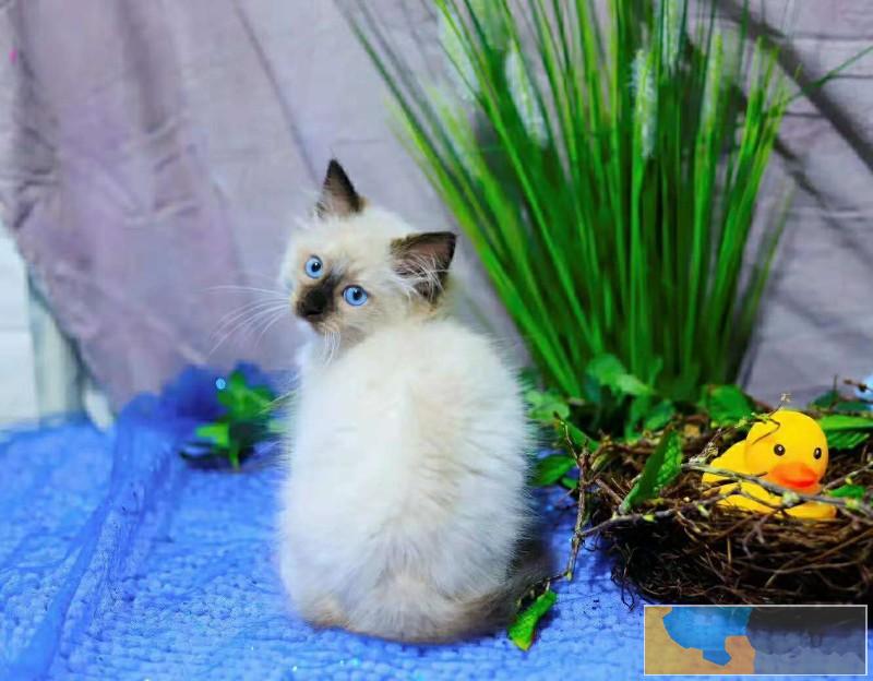 出售纯种家养 暹罗 疫苗齐包健康 全国包邮