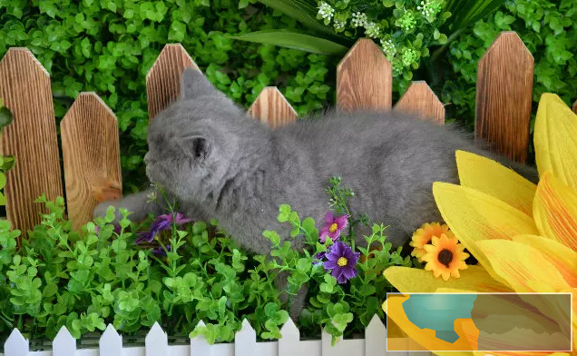 出售纯种家养 蓝猫 疫苗齐包健康 全国包邮