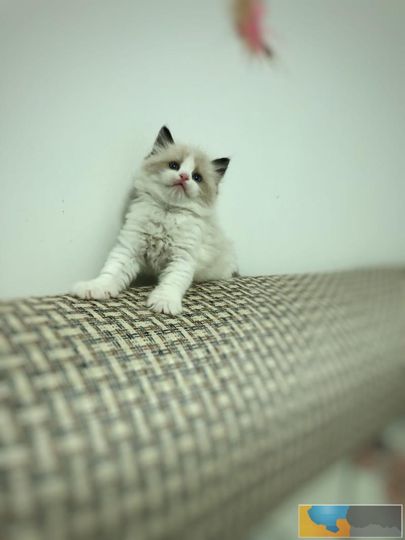 达州布偶猫大爆毛松鼠尾巴 蓝色眼睛超蓝 家养便宜哦