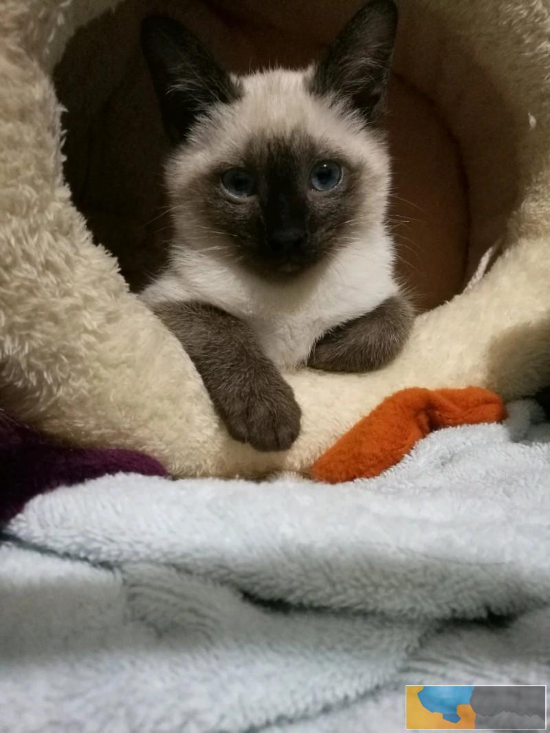 达州纯种小暹罗猫乖巧粘人 漂亮蓝宝石眼睛泰国暹罗猫