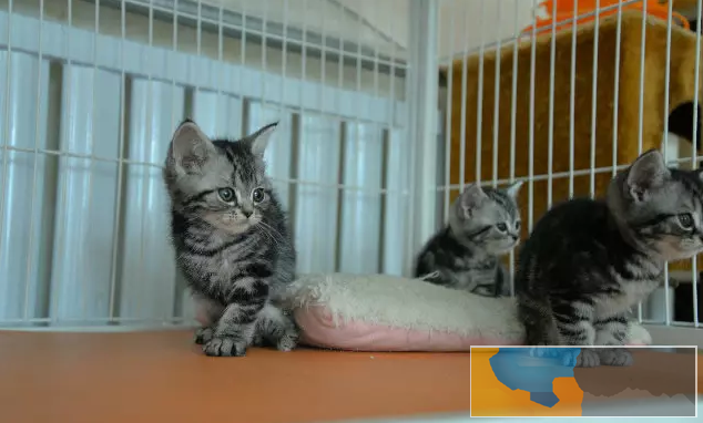 出售短毛猫活体银虎斑加白纯种活体幼猫精品美短