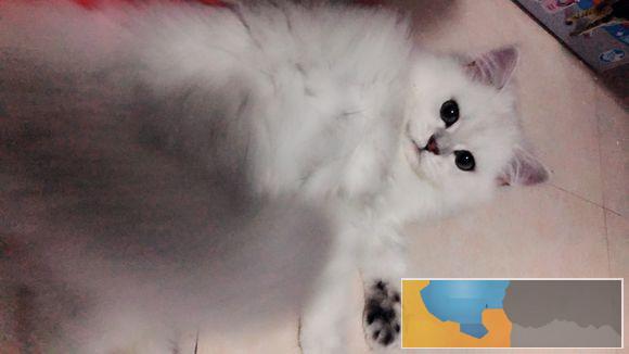 金吉拉是猫中贵族性情温文尔雅聪明敏捷幼猫出售