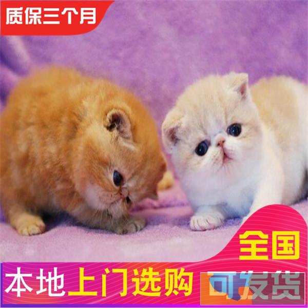 哪里有加菲买双证纯种加菲猫水滴眼鼻一线疫苗齐全