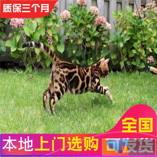 自家猫舍繁殖纯种带证疫苗三包送货上门