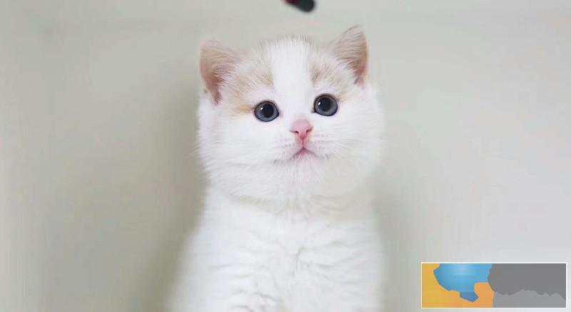 福州哪里有宠物猫-英短蓝猫/蓝白/渐层 真正猫舍