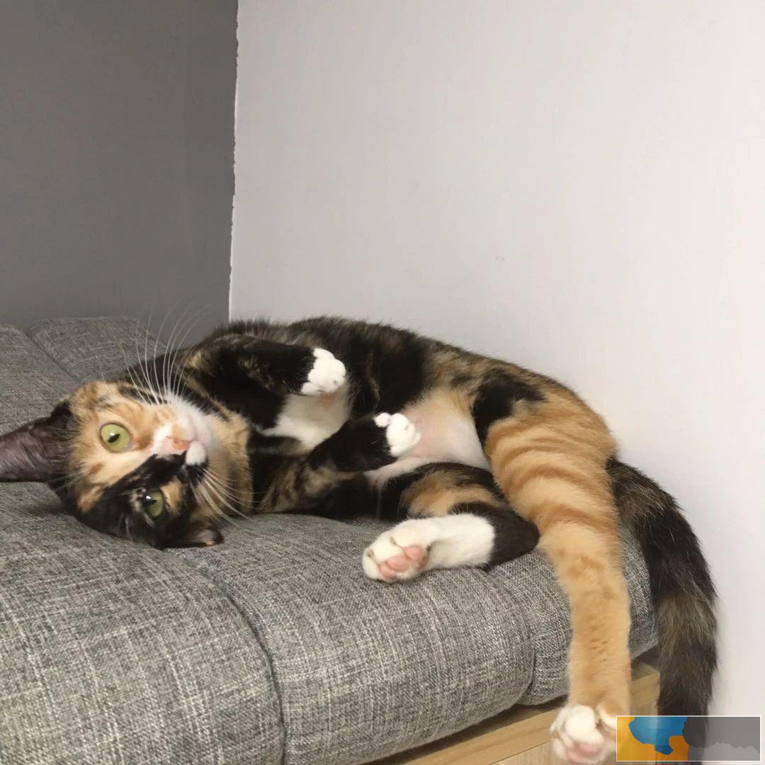 家养猫咪找靠谱领养