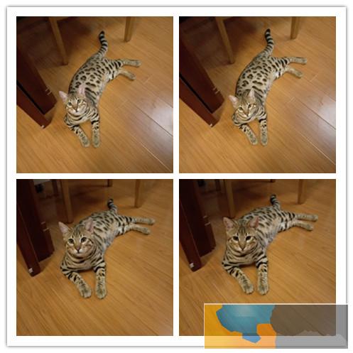 纯种豹猫出售 疫苗做齐 终身质保签协议