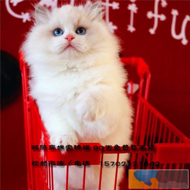 CFA 猫舍 出售纯种布偶猫双色海豹色甜美可爱M